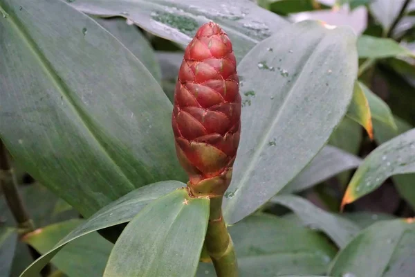 Çiçeği Zingiber bitkinin içinde Kraliyet Botanik Bahçesi — Stok fotoğraf