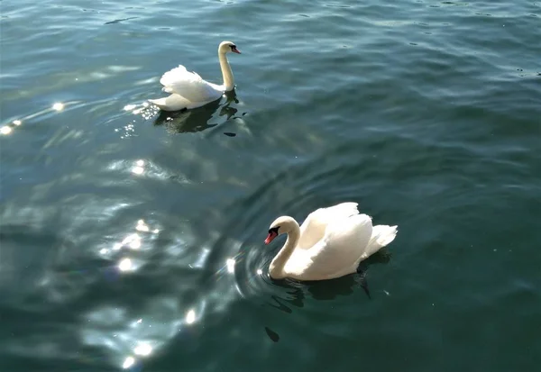 Two swans on Lake Zurick in the sun