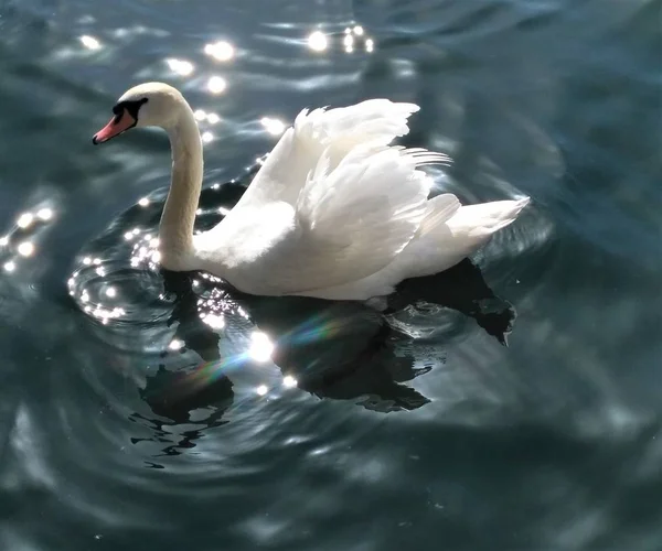 Ein Schwan auf dem Zuricksee in der Sonne — Stockfoto