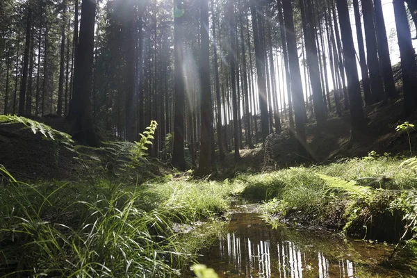 La luz del sol brilla a través del bosque con arroyo en la Suiza bohemia — Foto de Stock