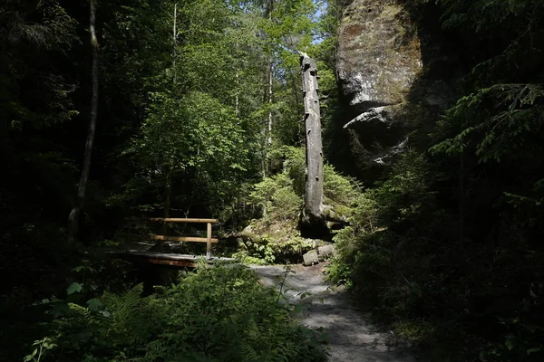 Árbol tronco, roca y puente cerca de la garganta de Kamnitz en el sol — Foto de Stock