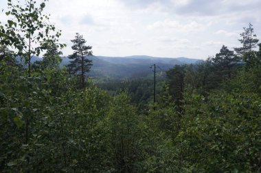 İsviçre 'nin Bohemian tepelerindeki ağaçların tepelerine bakın.