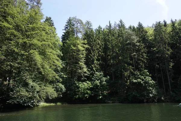 A floresta em torno do Amselsee em Kurort Rathen — Fotografia de Stock