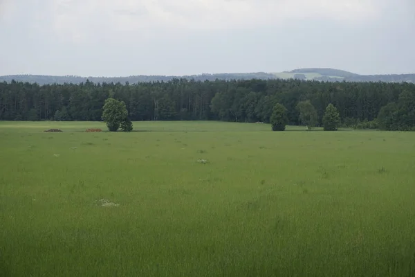 Field with forest and hill on the horizon in Saxon Switzerland — Stock Photo, Image
