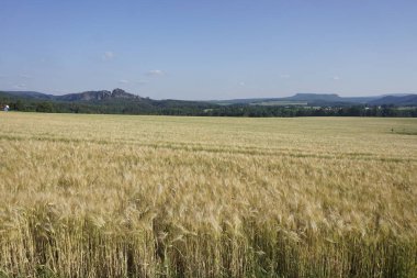 Rathmannsdorf 'ta Sakson İsviçre' nin bazı tepelerine kadar uzanan teh tarlalarına bak.