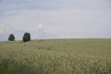 Sakson İsviçre 'de Ottendorf yakınlarında iki ağacı olan bir tepedeki tahıl tarlası.