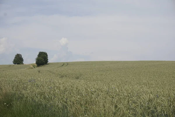Sakson İsviçre 'de Ottendorf yakınlarında iki ağacı olan bir tepedeki tahıl tarlası.