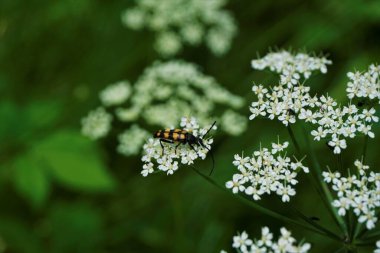 Achillea Millefolium, turuncu ve siyah bir böcekle çiçek açar.
