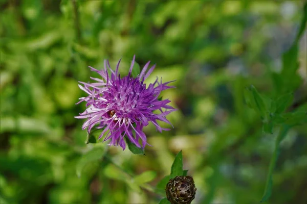 Close Centaurea Nigrescens Flor Botão Manchado Floresta — Fotografia de Stock