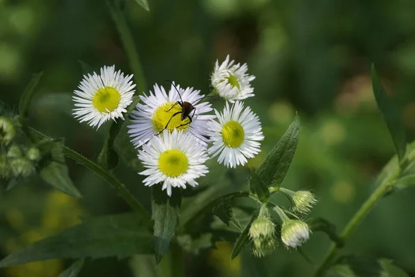 Κοντινό Πλάνο Του Erigeron Annuus Ανθίζει Μαύρο Bug Στίγματα Στη — Φωτογραφία Αρχείου