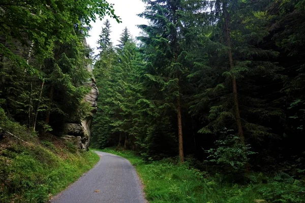 Camino Través Del Bosque Entre Hinterhermsdorf Valle Kirnitzsch — Foto de Stock
