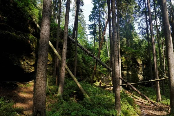 Árboles Derrocados Parque Nacional Sajonia Suiza Alemania — Foto de Stock