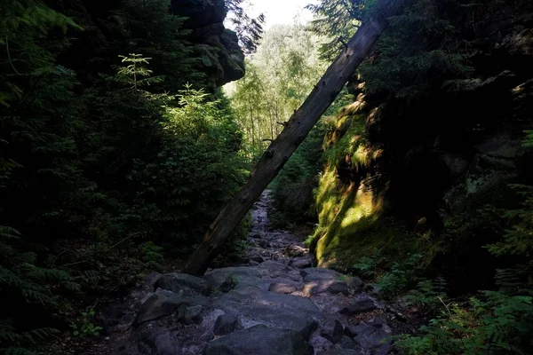 Árbol Derribado Camino Del Infierno Salvaje Suiza Sajona Alemania — Foto de Stock