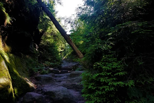 Omgekeerde Boom Wild Hell Trail Saksisch Zwitserland Duitsland — Stockfoto