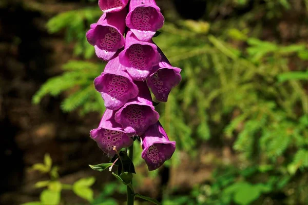 Purple blossoms of a Lady\'s glove plant in the sun