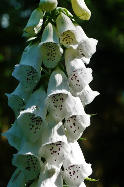 Krásné Květy Bílé Liščí Rukavice Slunci — Stock fotografie
