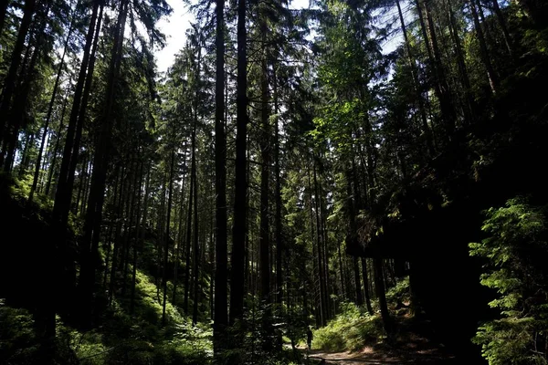 Bosque Área Schrammsteine Suiza Sajona Que Mira Alsmost Negro Amenazante — Foto de Stock