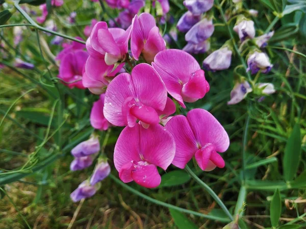 Rosafarbene Blüten Der Staude Lathyrus Latifolius Auf Einer Wiese Deutschland — Stockfoto