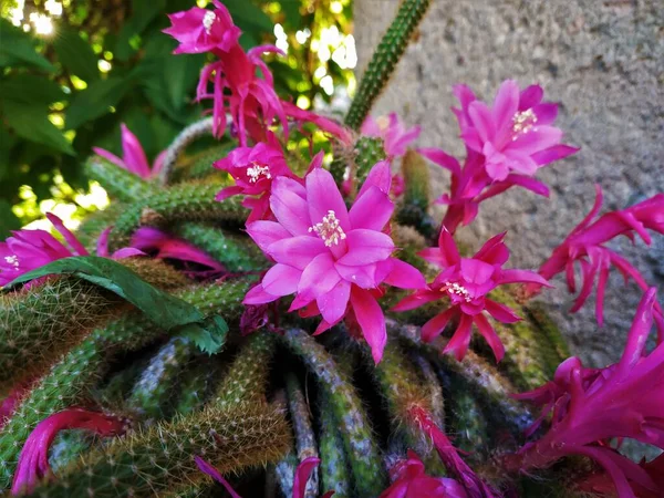 Büyük pembe çiçekleri olan bir Kaktoideae bitkisi muhtemelen Trichocereeae kabilesinden tahminen Echinopsis ya da Arthrocereus 'dan.