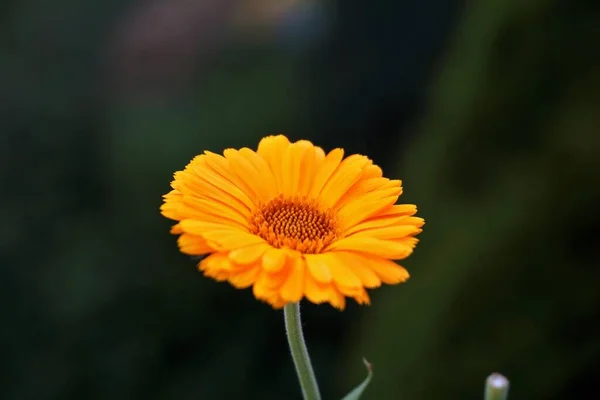 Único Laranja Calendula Officinalis Flor Tiro Jardim — Fotografia de Stock