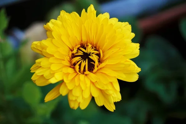 Uma Única Flor Amarela Calendula Officinalis Manchada Jardim — Fotografia de Stock