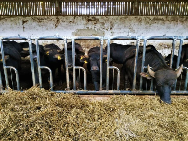 Gruppo Bufali Acqua Domestica Nella Loro Stalla — Foto Stock