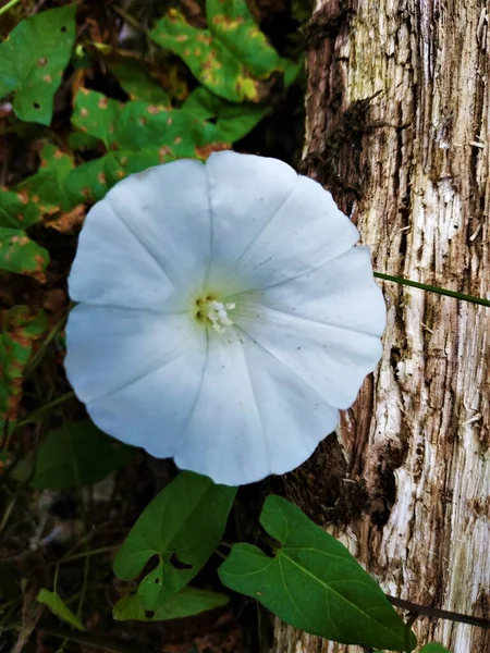 Beautiful White Blossom Nidentified Species Moonflower Morning Glory — Stock Photo, Image