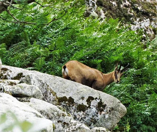 Gros Plan Une Chèvre Antilope Chamoisée Aperçue Grimpant Rocher Dans — Photo