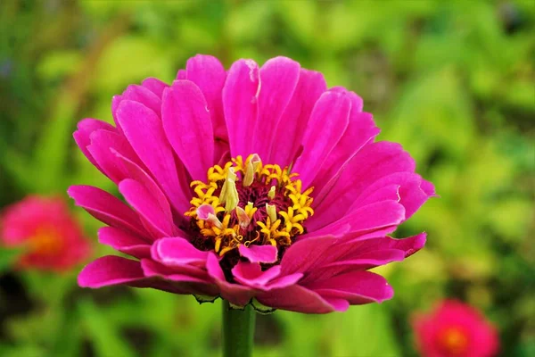 Pink Blossom Beautiful Flower Probably Zinnia Cosmos Plant — Stock Photo, Image