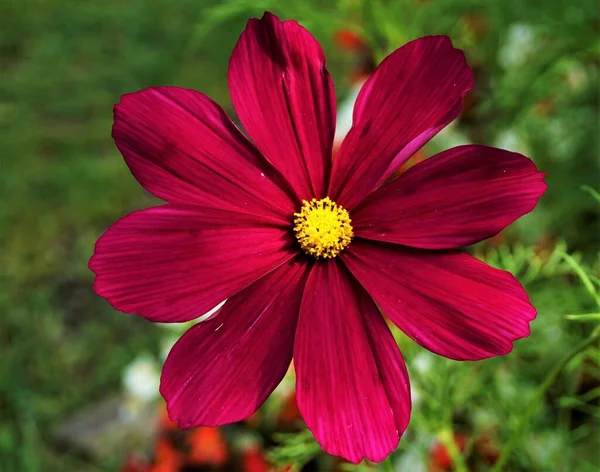 Extraordinary Blossom Cosmos Bipinnatus Flower Yellow Florets — Stock Photo, Image