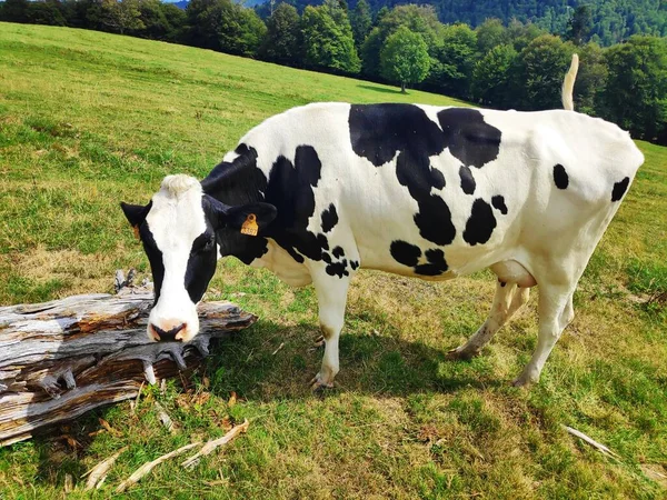 Vaca Preta Branca Vista Num Prado Região Haut Rhin França — Fotografia de Stock