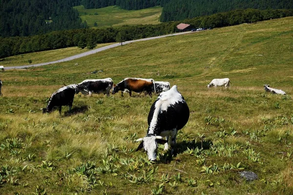 Rebaño Vosgos Pastoreo Ganado Pastos Montaña Hohneck —  Fotos de Stock