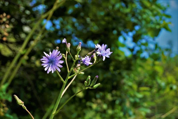 Close Lactuca Macrophylla Wildflower Spotted Meadow France — Stock Photo, Image