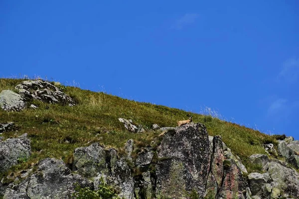 Eine Einzige Gamsziegenantilope Auf Einer Klippe Frankreich — Stockfoto