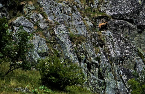 Gemsen Ziegenantilope Vor Einer Felswand Grand Est Frankreich — Stockfoto