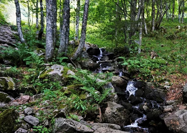 Corriente Agua Con Cascada Pequeña Vista Bosque — Foto de Stock