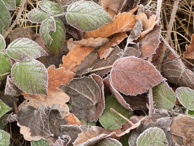 Kış soğuk tarafından dondurulmuş oliage
