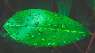 Yakın çekim yaprak yeşil su damlaları.