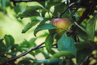 Apple tarafından çevrili ağaç yaprakları.