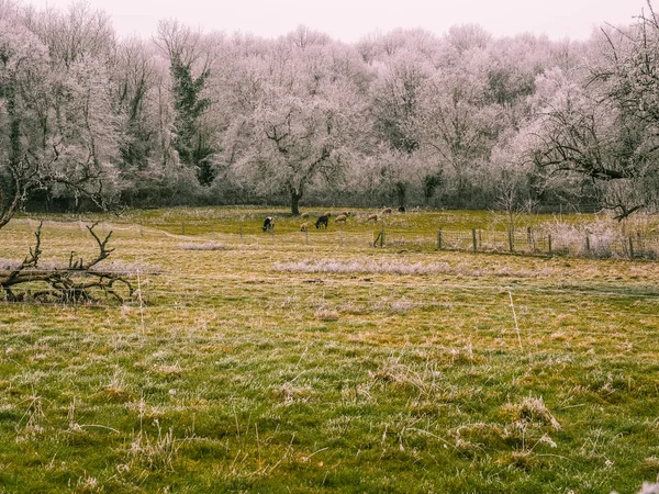 草食動物の冬の牧草地 — ストック写真