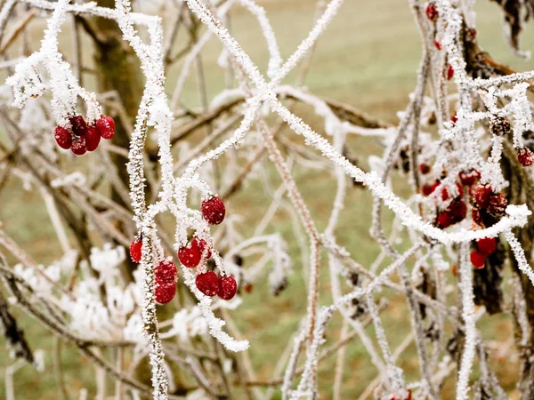 Червоні Ягоди Замерзли Від Холоду Зими — стокове фото