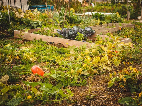 Kleiner Familiengarten Mit Einem Orangefarbenen Kürbis — Stockfoto