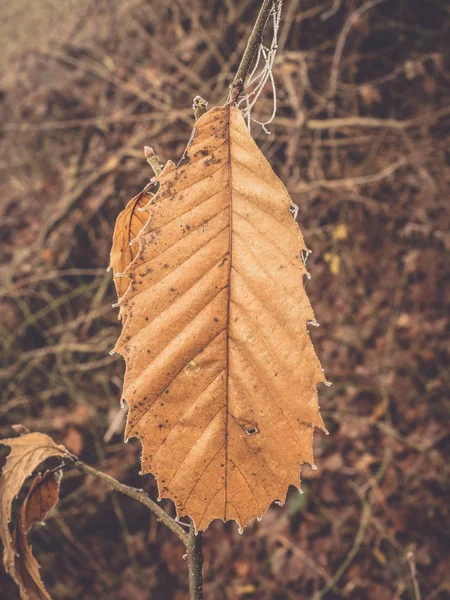 Зимний Сушеный Каштановый Лист — стоковое фото