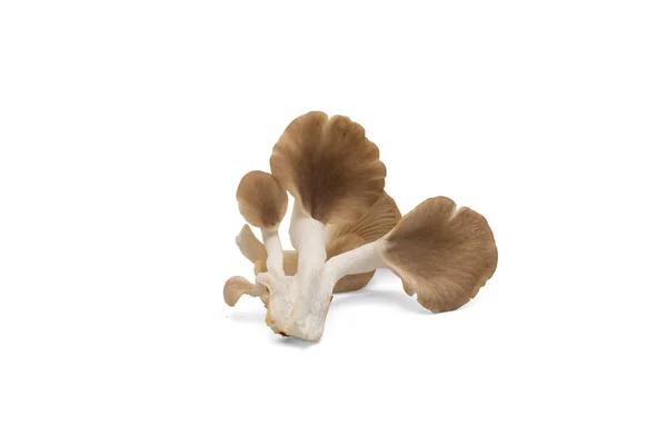 Oyster mushroom isolated on white background — Stock Photo, Image