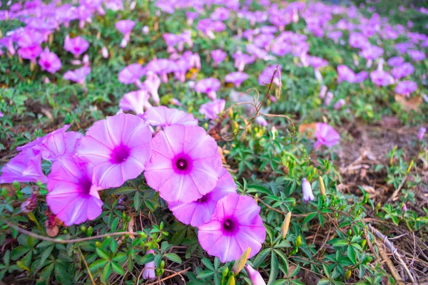 stock image Blooming purple coast morning glory