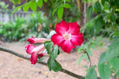 Kırmızı çöl gülü veya Impala lily