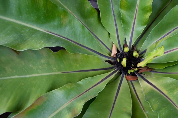 Madár fészek páfrány, Asplenium nidus, — Stock Fotó