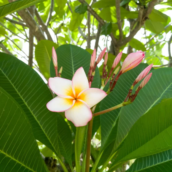 Plumería blanca, flor de Frangipani — Foto de Stock