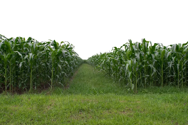 Campo de milho verde no fundo branco — Fotografia de Stock