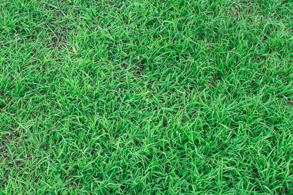 Yeşil Çimen Arkaplanı